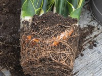 Divisez le Sansevieria en pot pour créer de nouvelles plantes à partager