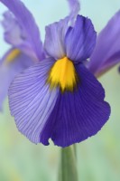 Iris 'Pink Panther' fleur d'iris hollandais avec division de deux couleurs juin