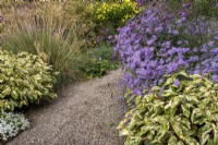 Chemin de gravier à travers des parterres de fleurs avec des asters et Persicaria virginiana 'Painter's Palette' au jardin de Picton, Herefordshire
