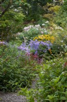 Asters, persicaria et autres fleurs d'automne au Picton Garden, Herefordshire