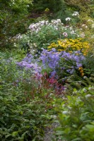 Asters, persicaria et autres fleurs d'automne au Picton Garden, Herefordshire