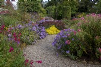 Un chemin de gravier incurvé à travers des parterres d'asters et d'autres fleurs d'automne au jardin de Picton, Herefordshire