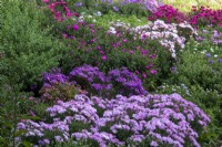 Asters mixtes dans un parterre de fleurs au Picton Garden, Herefordshire