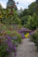 Un chemin de gravier à travers des parterres d'asters et d'autres fleurs d'automne au Picton Garden, Herefordshire
