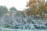 Cardères couvertes de givre - Dipsacus fullonum à Ellicar Gardens, Nottinghamshire