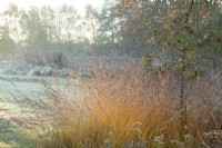 Soleil du matin attrapant le Molinia à Ellicar Gardens dans le Nottinghamshire lors d'un matin d'hiver glacial