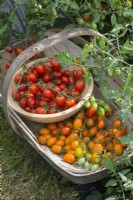 Tomates 'Orangello F1' et 'Romello F1'. Récolte de petites tomates italiennes cultivées en extérieur. Août
