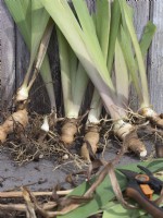Soulever et diviser les rhizomes de l'iris barbu - ramifications taillées prêtes à être replantées