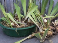 Soulever et diviser les rhizomes de l'iris barbu - Plantes préparées prêtes à être replantées