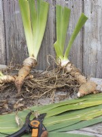 Préparation de rhizomes d'iris barbus divisés pour la replantation - tailler les feuilles