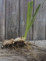 Préparation de rhizomes d'iris barbus divisés - montrant une nouvelle plante prête à être replantée