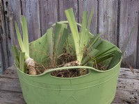 Préparation de rhizomes d'iris barbus divisés montrant de nouvelles plantes préparées dans un trug vert