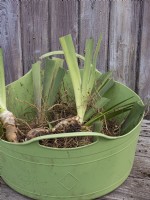 Préparation de rhizomes d'iris barbus divisés montrant de nouvelles plantes préparées dans un trug vert