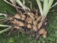 Soulevez et divisez les rhizomes de l'iris barbu - touffe levée montrant de vieux rhizomes épuisés avec de nouvelles pousses latérales