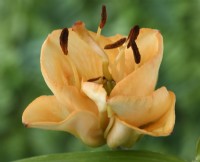 Lilium 'Apricot Fudge' Lily Division VIII Hybride non couvert par aucune des divisions précédentes (I-VII) Juin
