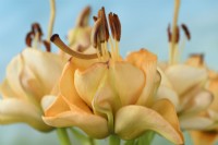 Lilium 'Apricot Fudge' Lily Division VIII Hybride non couvert par aucune des divisions précédentes (I-VII) Juin