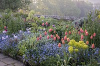 Tulipes, 'Bleu Amiable' et 'Dordogne' en parterre de fleurs avec myosotis et angélique, printemps, jardin de cottage