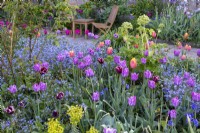 Tulipes, 'Blue Amiable', 'Gavota' et 'Dordogne' dans un parterre de myosotis, printemps, jardin de cottage