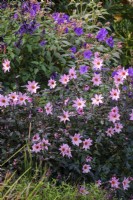 Dahlia 'Magenta Star' et Tibouchina urvilleana dans un parterre de fleurs automnal, combinaison rose et violet