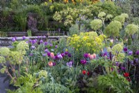 Parterres de tulipes avec Tulipa 'Dordogne', 'Blue Amiable' et 'Queen of the Night' mélangés à Angelica archangelica dans les parterres de printemps du Gravetye Manor
