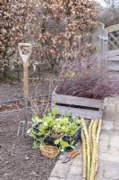 Lathyrus 'Geranium Pink', bâtons de bouleau, brindilles de bouleau, corde, fil, sécateur et fourche à creuser disposés dans un parterre de fleurs