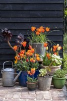 Collection de pots printaniers avec tulipes 'Ballerine', 'Princesse Irène', Aeoniums sur fond de hangar peint en noir
