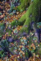 Plancher boisé avec Navelwort et Ivy poussant parmi les feuilles de hêtre