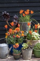 Collection de pots printaniers avec tulipes 'Ballerine', 'Princesse Irène', Aeoniums sur fond de hangar peint en noir
