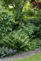 Allée de jardin boisée avec lierre de Boston, géranium 'Brookside', fougère à feuilles caduques (Matteuccia struthiopteris), Cornus stolonifera 'Flaviramea' et coquelicots gallois auto-ensemencés.
