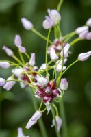 Petit Allium roseum blanc auto-ensemencé, Ail rosé