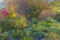 Vue sur les arbres à feuilles caduques, les arbustes, les plantes vivaces et les fougères sur un parterre de fleurs en pente dans un jardin informel de chalet en automne - novembre