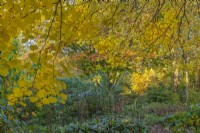 Vue sur les arbres et arbustes à feuilles caduques dans un jardin informel de chalet en automne - novembre
