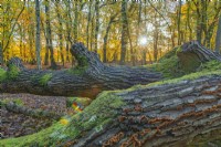 Vue d'un tronc d'arbre tombé dans une forêt mixte de hêtres, de chênes et de bouleaux en automne - novembre