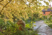 Cornus alba 'Aurea' en couleur de feuille d'automne avec un point focal d'urne en terre cuite à côté d'un chemin de briques dans un jardin de campagne informel - novembre