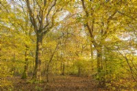 Vue d'une forêt mixte de hêtres, de chênes et de bouleaux en automne - novembre
