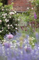 Dépendance rustique en brique avec Rosa 'Généreux Jardinier' vue à travers les parterres de fleurs et la pelouse du pré