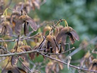 Acer griseum - Graines d'érable à écorce de papier en automne novembre
