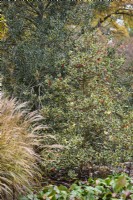 Ilex aquifolium 'Madame Briot' en novembre