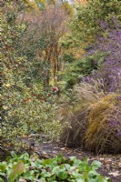 Allée entre parterres de fleurs avec Callicarpa giraldii à baies violettes, Ilex aquifolium 'Madame Briot' et miscanthus en novembre