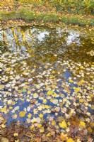 Vue sur les feuilles mortes à la surface d'un étang informel dans un jardin de chalet en automne - novembre