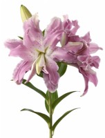 Lilium 'Lotus Elegance' Lily Div VII Hybride oriental à fleurs doubles juillet