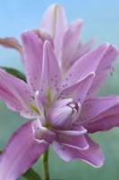 Lilium 'Lotus Elegance' Lily Div VII Hybride oriental à fleurs doubles juillet