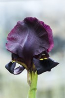 Iris atropurpurea - Iris côtier. Gros plan de fleur en culture. Iris rare originaire d'Israël et de Palestine. Mars.