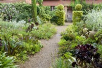 Aeonium Zwartkop et d'autres plantes succulentes et exotiques au East Ruston Old Vicarage Garden à Norfolk.