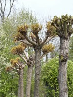 Taille de Salix babylonica, printemps mai