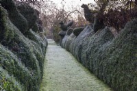 Chemin herbeux bordé de haies de buis et de topiaires, y compris des oiseaux de buis et d'ifs à Balmoral Cottage, Kent en décembre