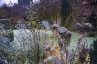 Forme morte du chardon écossais, Onopordum acanthium, dans un parterre mixte lors d'une matinée glaciale à Balmoral Cottage, Kent en décembre