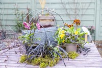 Helleborus, herbe mondo noire, narcisse, primevères et mousse disposés sur une table avec un pot en métal