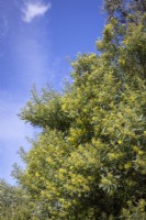 Rétinodes d'acacia - Acacia des marais