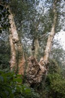 Champion Holly Tree, Ilex aquifolium, dans un jardin boisé